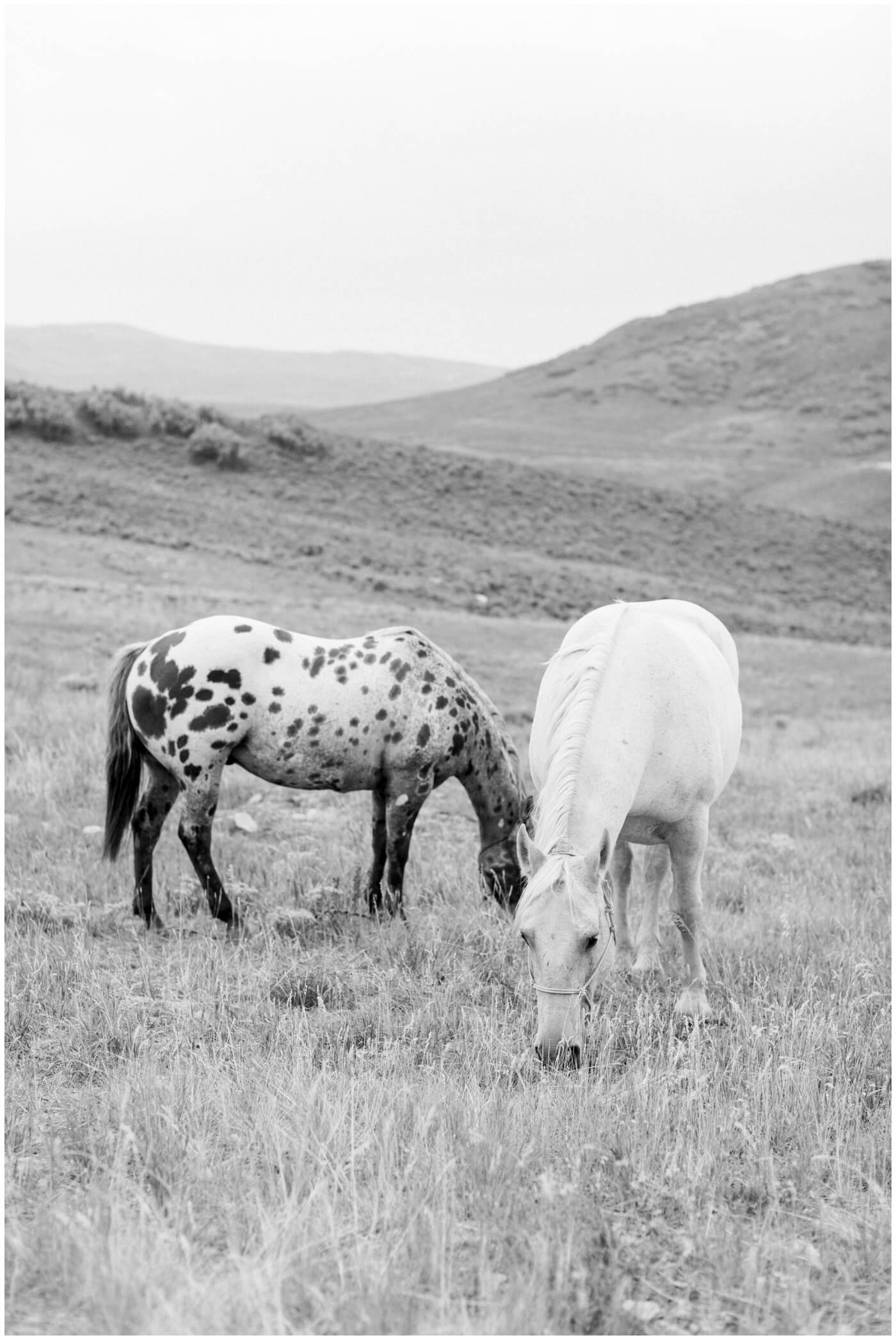 Wedding in the mountains | Horses graze in the Utah mountains 